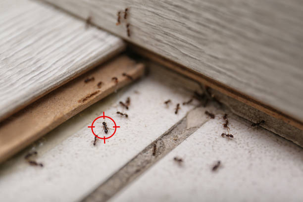 Best Mosquito Control Services  in Gustine, CA