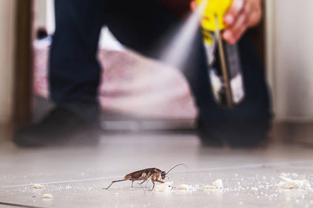 Reliable Gustine, CA Pest Control Solutions